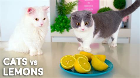 ダイゴズキッチン: なぜ猫はレモンを嫌うのか？